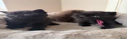 British Shorthair cats for sale: Pedigree British Shorthair - Show Champion Lines - Advert 9