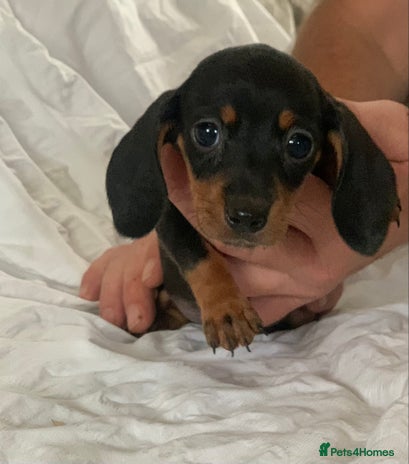 Miniature Dachshund dogs - Advert 13