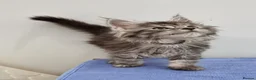 Maine Coon cats for sale: Pedigree Maine Coon Kittens for sale  - Advert 27