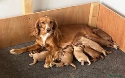 Cockapoo dogs for sale: 7 beautiful cockapoos  - Image 2