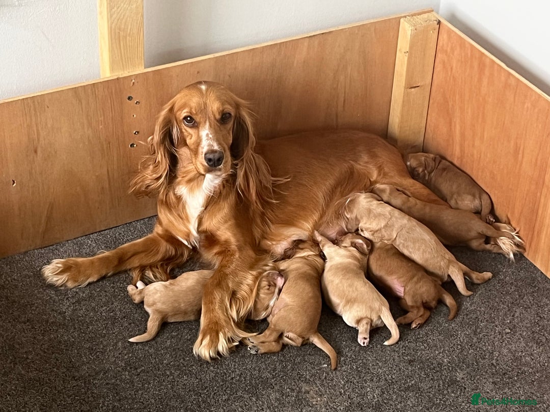 Cockapoo dogs for sale: 7 beautiful cockapoos  - Image 2