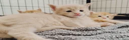Maine Coon cats for sale: Dna health tested XXL Maine coon kittens  - Advert 3