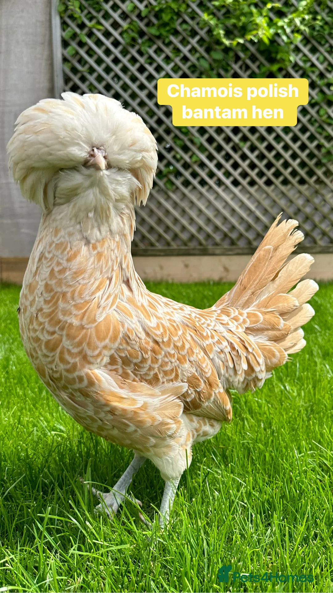 Chickens poultry for sale: Pure breed bantam hens at point of lay - Advert 6