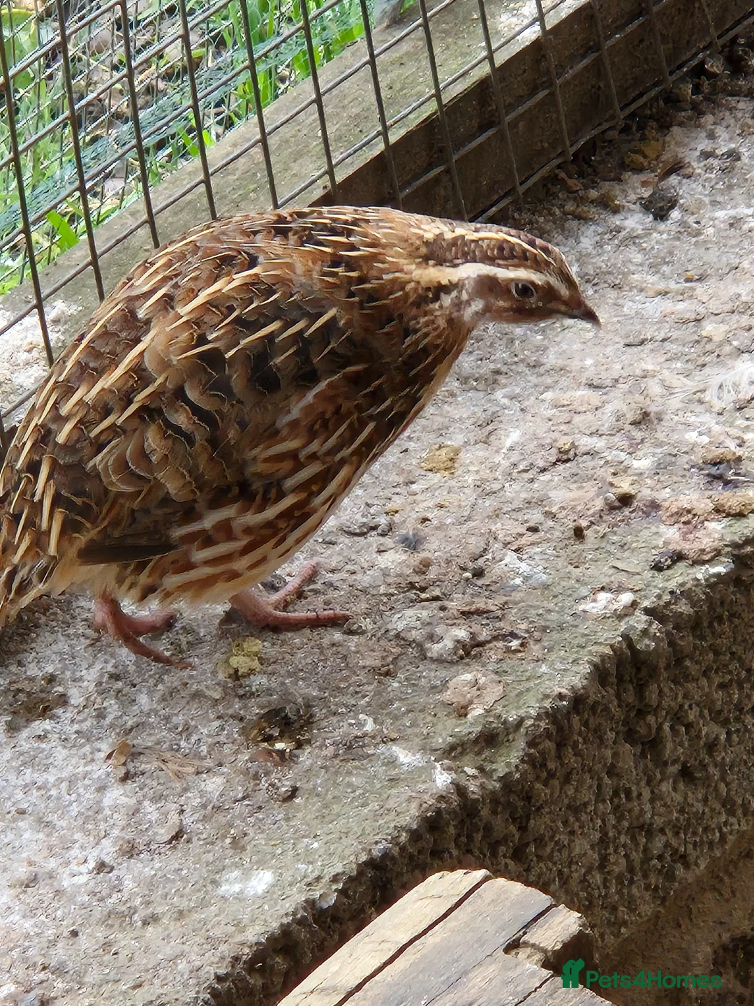 Quail poultry for sale: Mixed Quail for sale in Luton - Advert 1