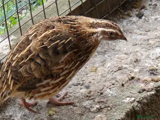 Quail poultry Mixed Quail for sale - Advert 4