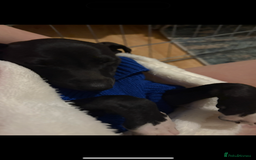 Italian Greyhound dogs for sale: Beautiful tiny Italian greyhound 11 weeks.  - Image 3