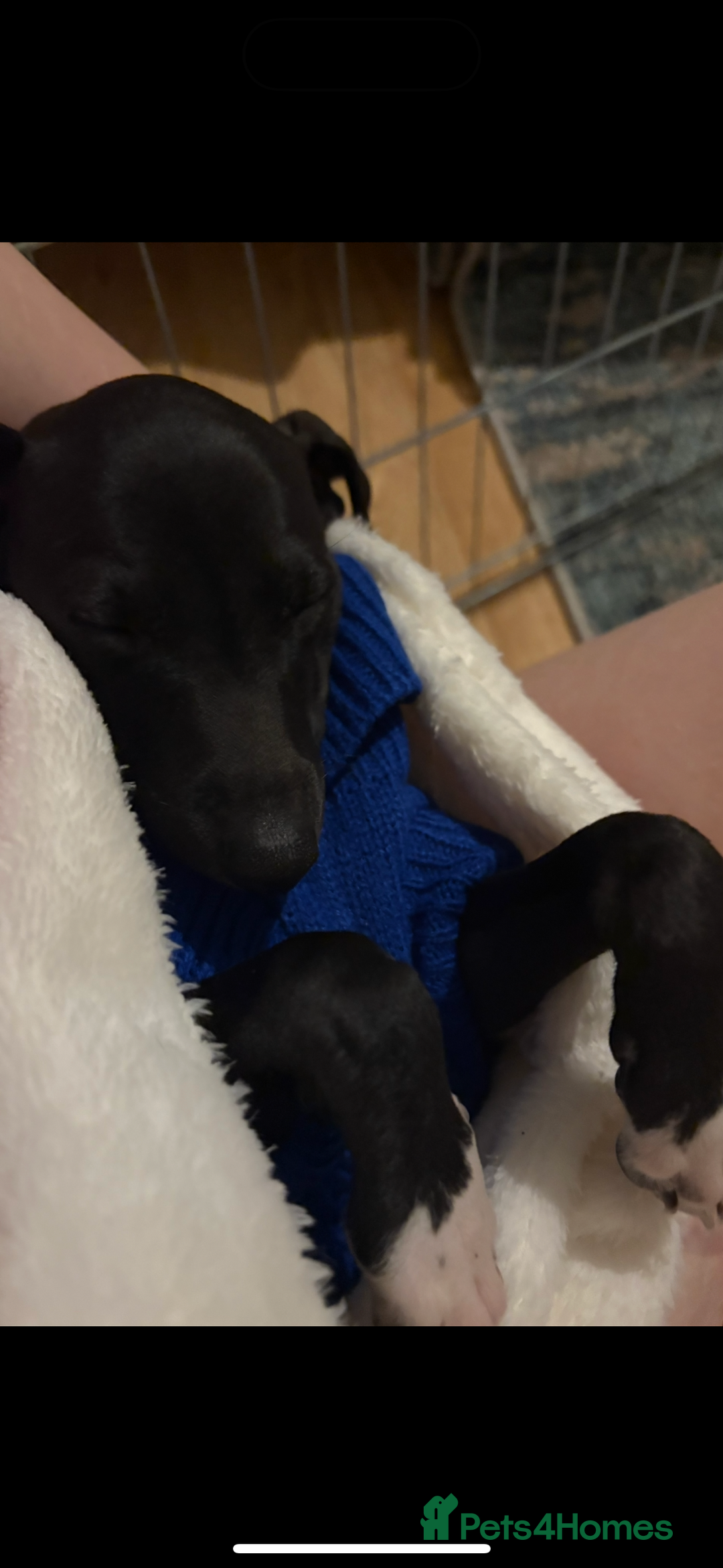 Italian Greyhound dogs for sale: Beautiful tiny Italian greyhound 11 weeks.  - Image 3