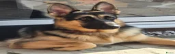 German Shepherd dogs for stud: Straight back stunning B&T Stud - Advert 16