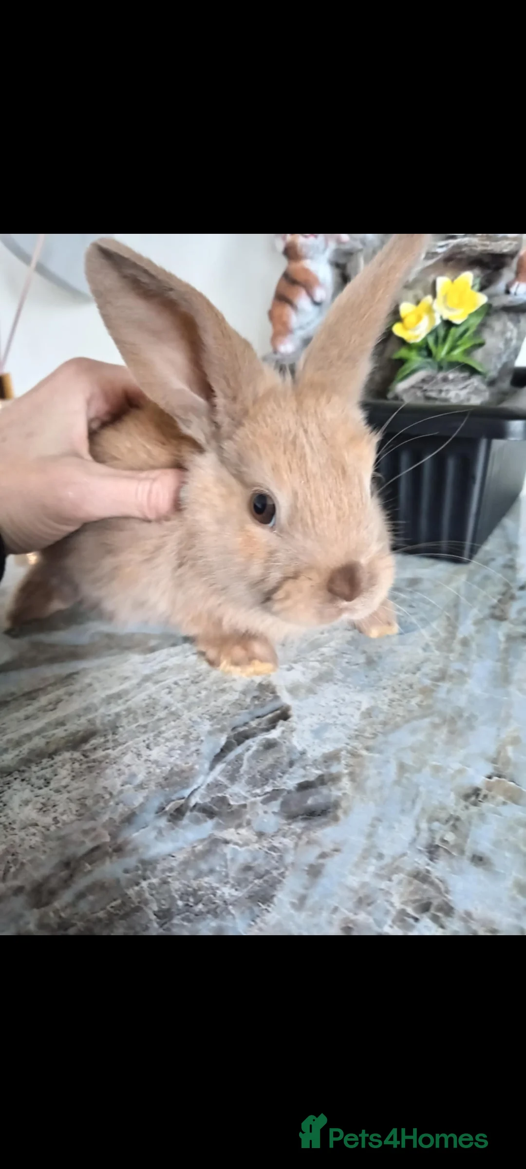 Mini Lop rabbits for sale: Baby lops - Advert 10