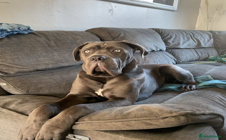 Cane Corso dogs - Advert 4