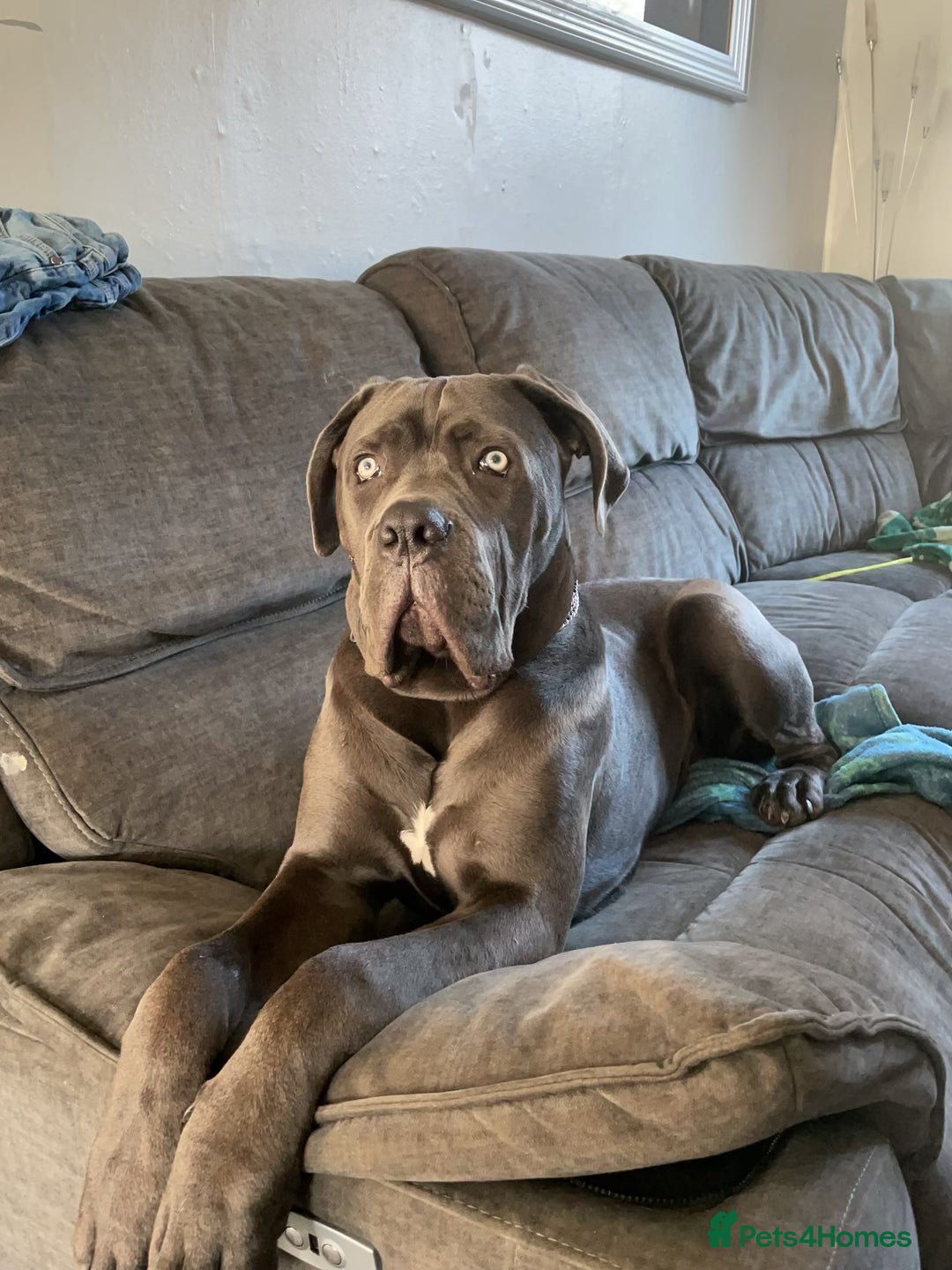 Cane Corso dogs for stud: Beautiful cane corso for stud - Image 1
