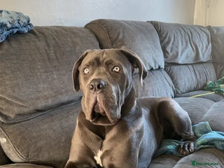 Cane Corso dogs - Advert 11