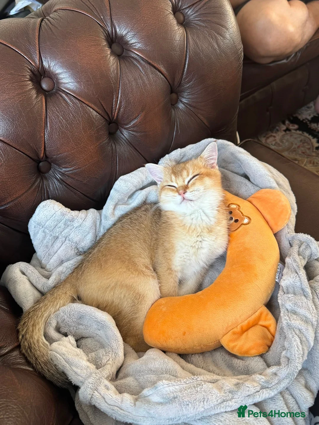 British Shorthair cats for sale: Peanut in Doncaster - Advert 2