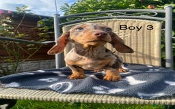 Miniature Dachshund dogs for sale: Beautiful Chocolate Dapple daschund puppies - Image 4