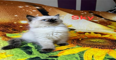 Ragdoll cats - Advert 16