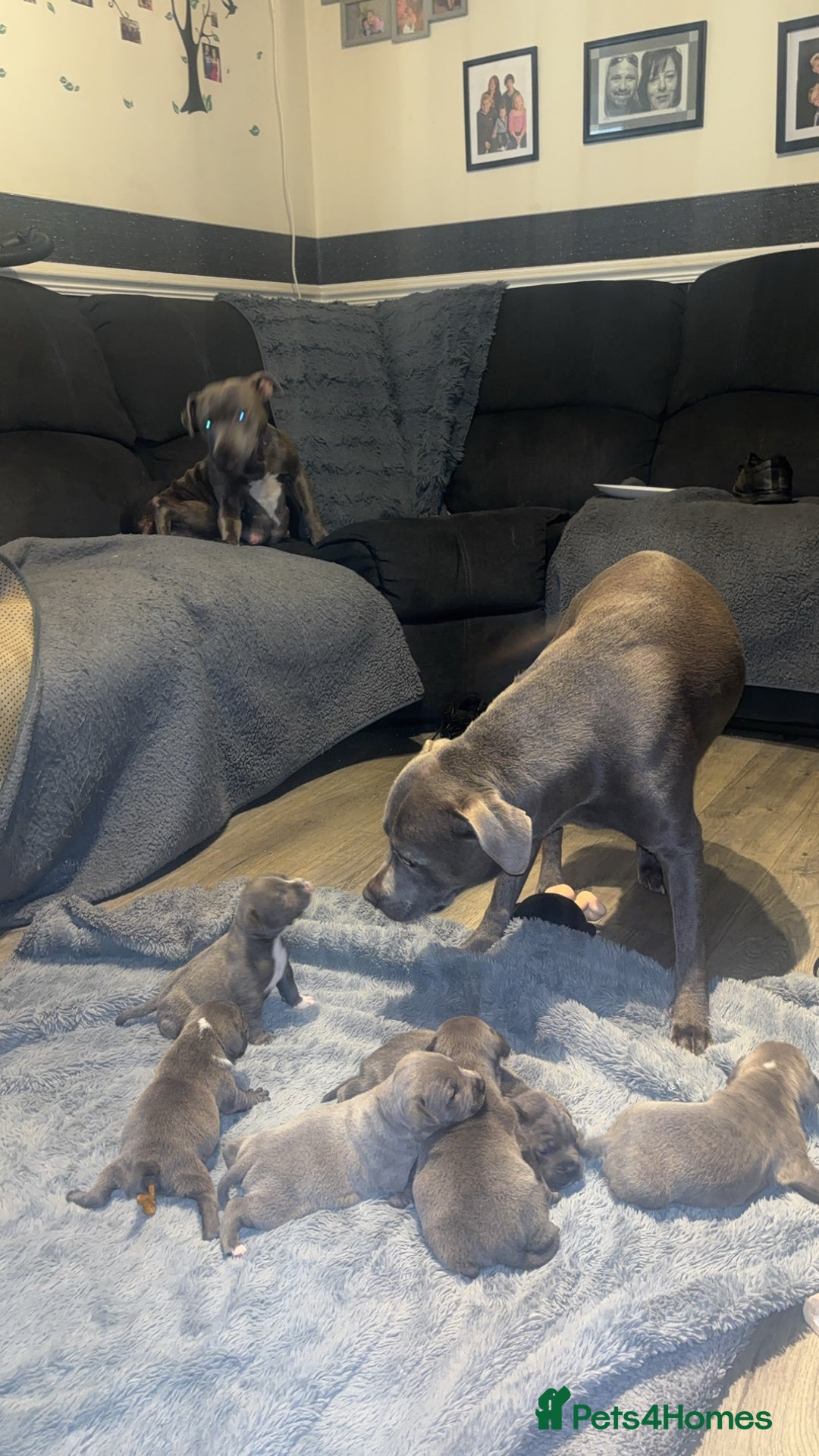 Staffordshire Bull Terrier dogs for sale: staffordshire bull terrier puppies for sale!  - Advert 4