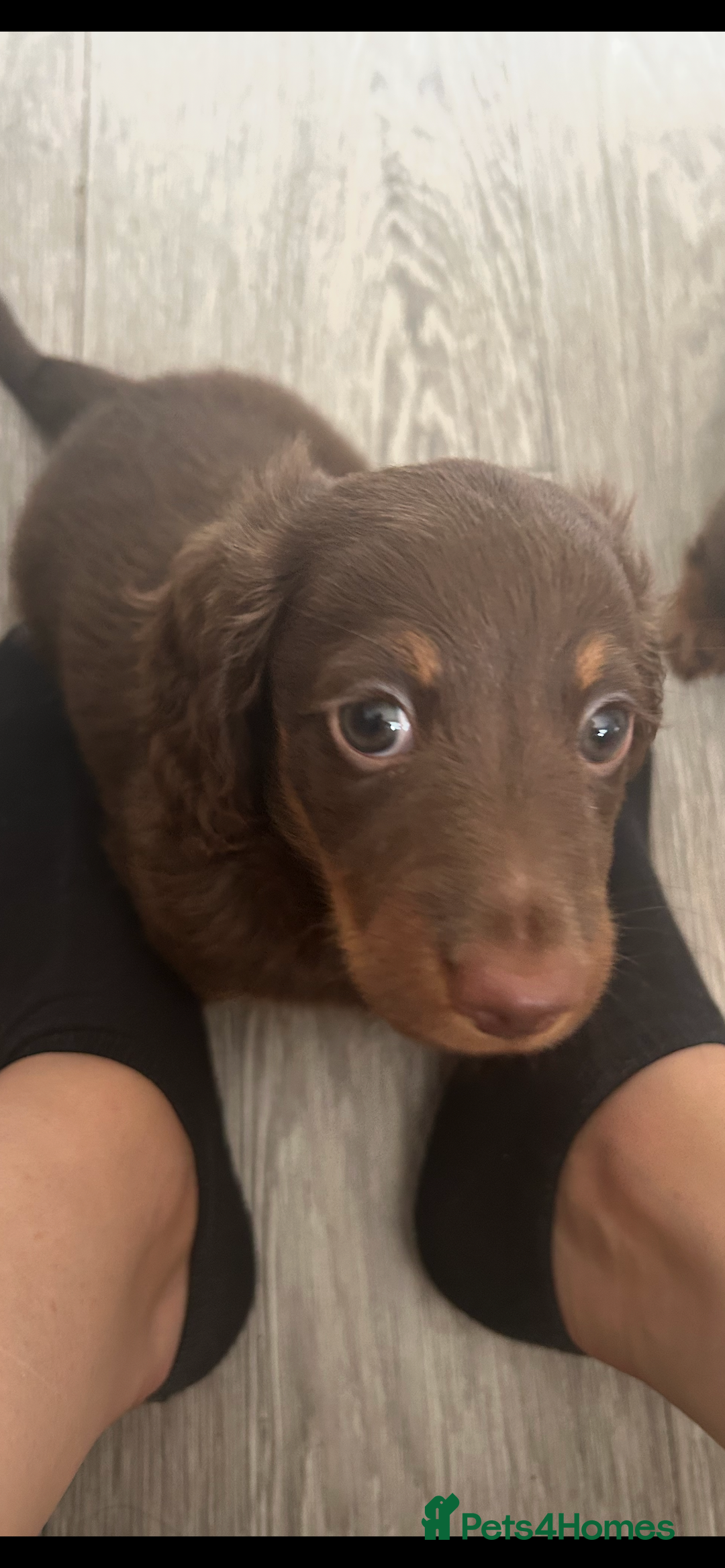 Dachshund dogs for sale: Dachshund puppies  - Image 17