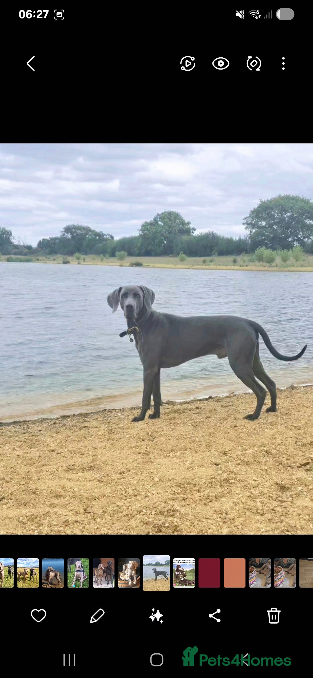Weimaraner dogs for sale: BEAUTIFUL KC WEIM PUPS 2ND/FINAL LITTER  - Image 8