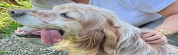 English Setter dogs for adoption: Boss  in Frinton-on-Sea - Advert 4