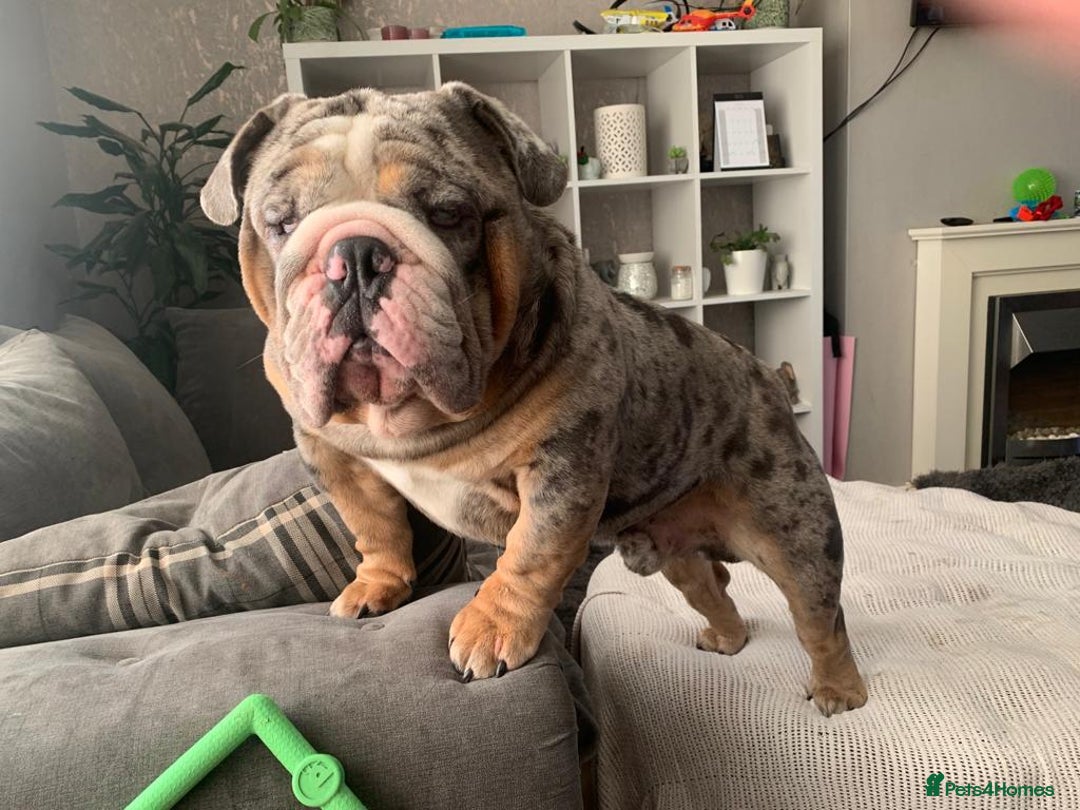 English Bulldog dogs for stud: Direct ICEMAN son for stud  in Wirral - Advert 8