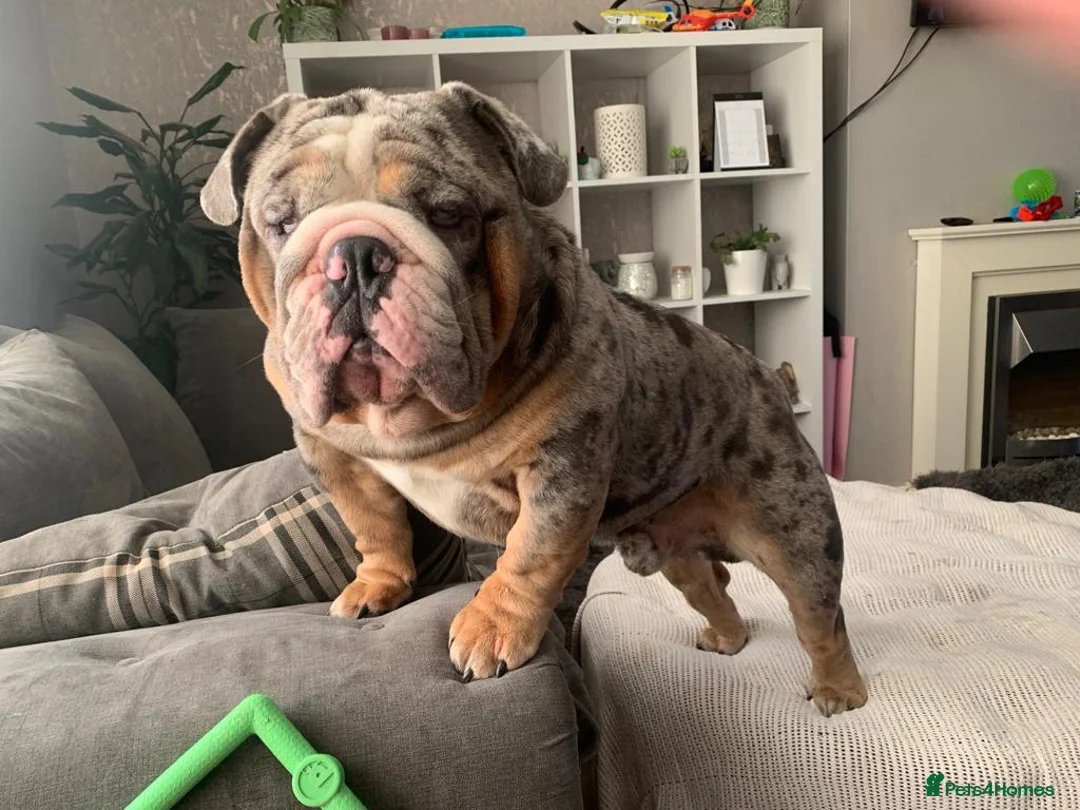 English Bulldog dogs for stud: Direct ICEMAN son for stud  in Wirral - Advert 8