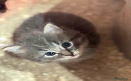 Mixed Breed cats for sale: 5 lovely kittens for sale  - Image 4