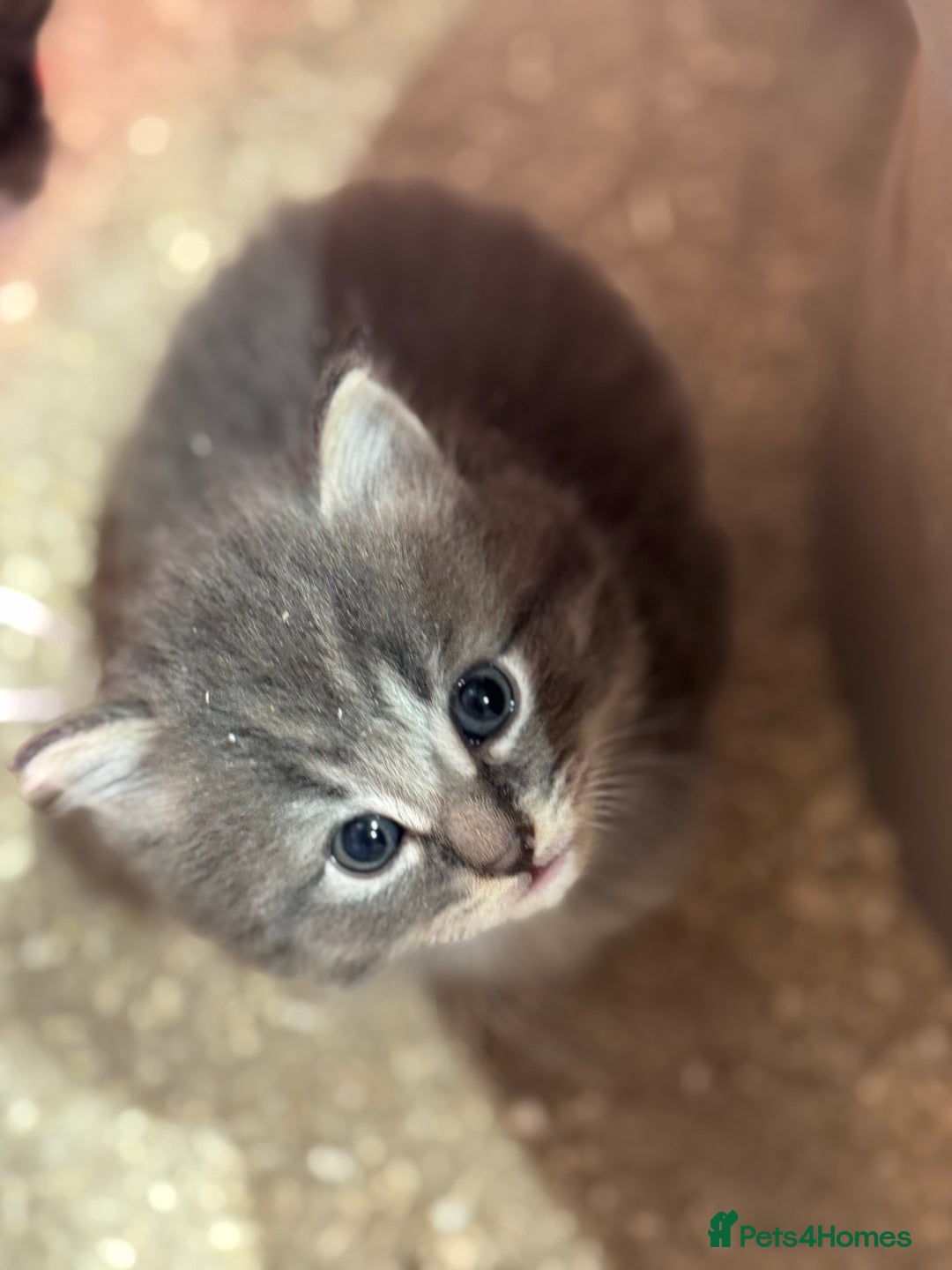Mixed Breed cats for sale: 5 lovely kittens for sale  - Image 4