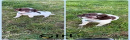 English Springer Spaniel dogs for sale: KC Registered English Springer Spaniel Pups - Advert 37