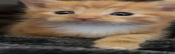 Mixed Breed cats for sale: Mixed Kittens in Nelson - Advert 8