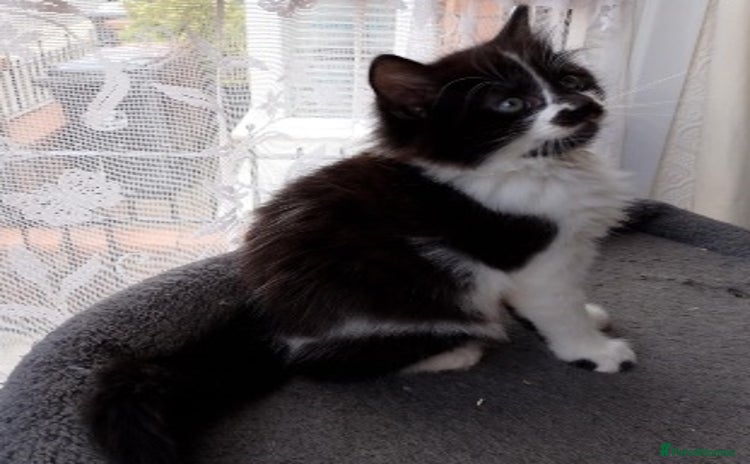 Mixed Breed cats - Advert 6