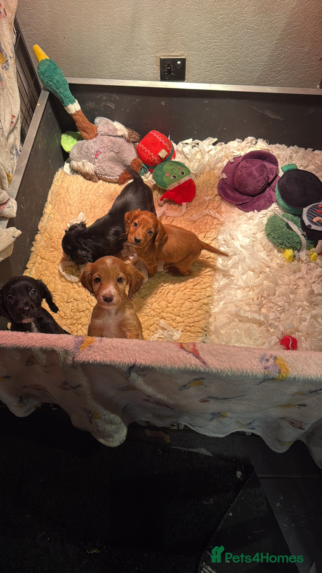 Cocker Spaniel dogs for sale: Working Cockerspaniel Pups  - Advert 8