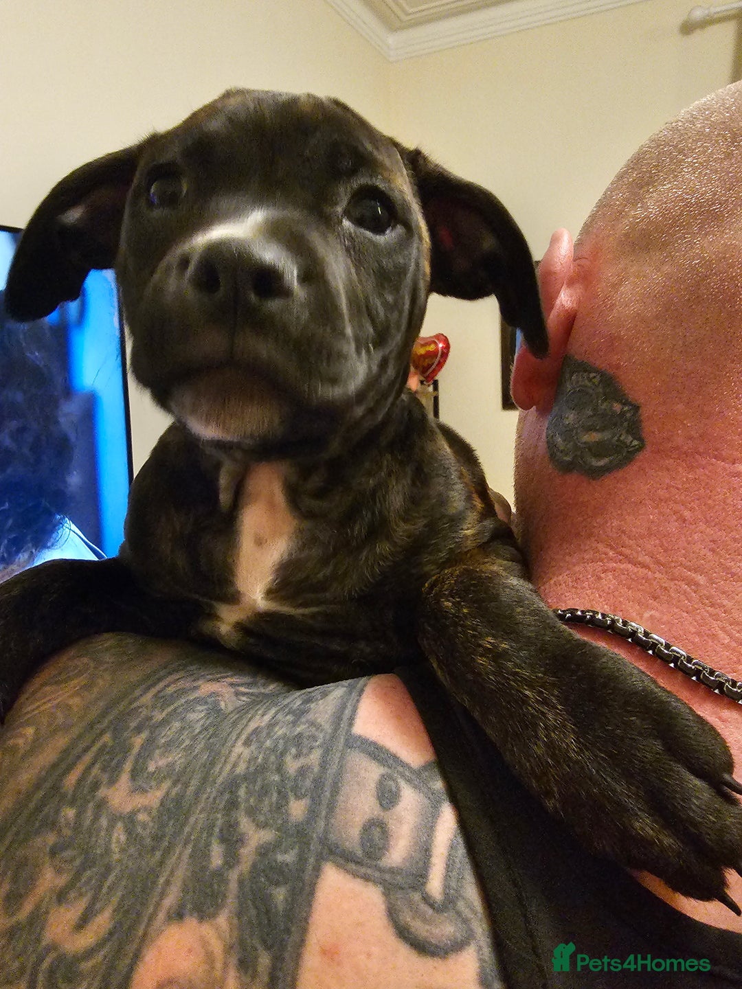 Mixed Breed dogs for sale: Female Staffordshire bull terrier puppy - Image 2