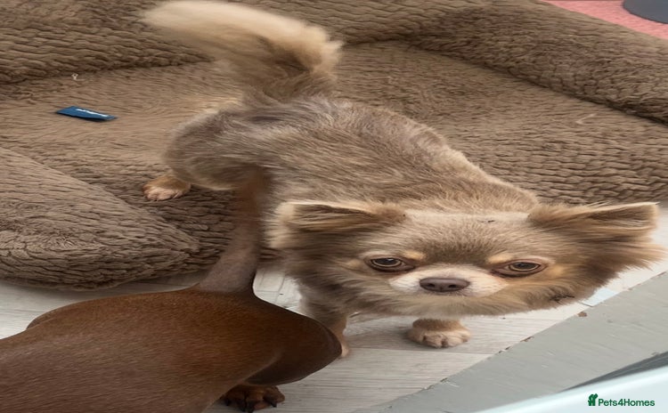 Chihuahua dogs - Advert 1