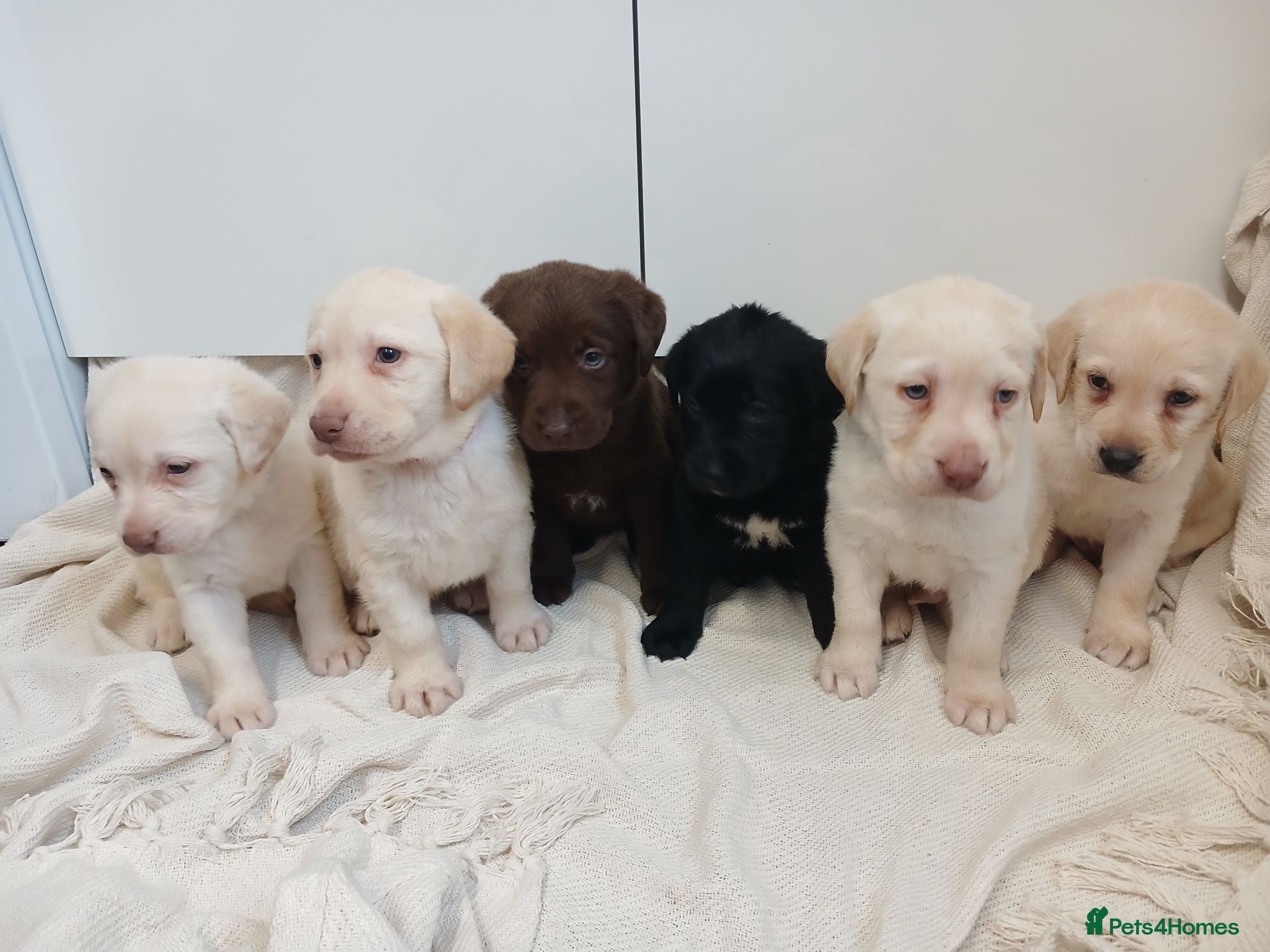 Labrador Retriever dogs 6 labrador puppies - Advert 2