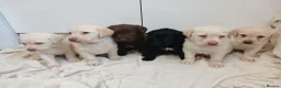 Labrador Retriever dogs for sale: 6 labrador puppies - Advert 2