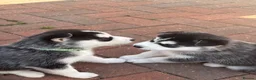 Siberian Husky dogs for sale: Siberian Husky puppies 1 boy 4 girls - Advert 3
