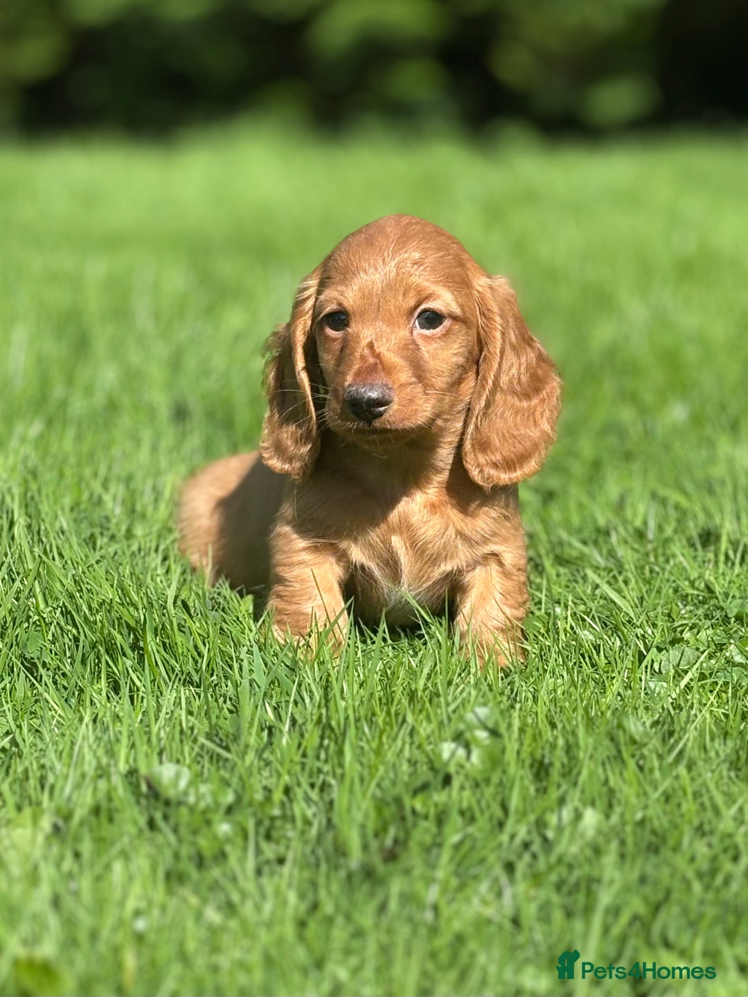 Dachshund dogs for sale: Beautiful miniature long hair dachshund - Image 15