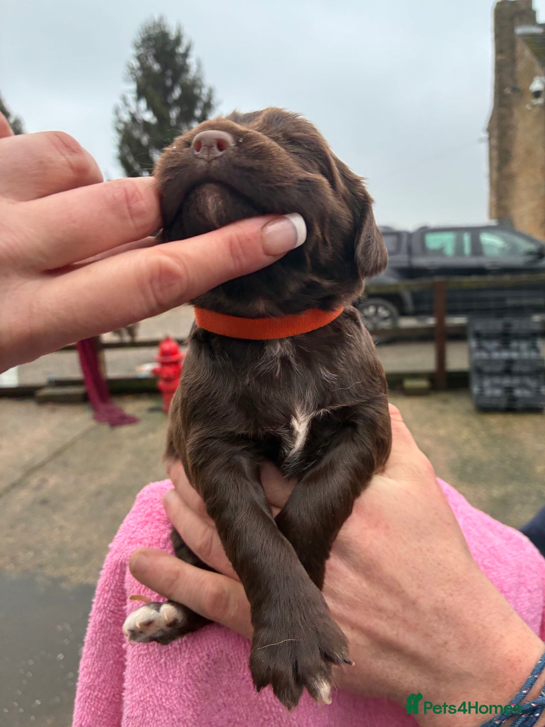 Cocker Spaniel dogs for sale: True working Cocker Spaniels docked  - Advert 18