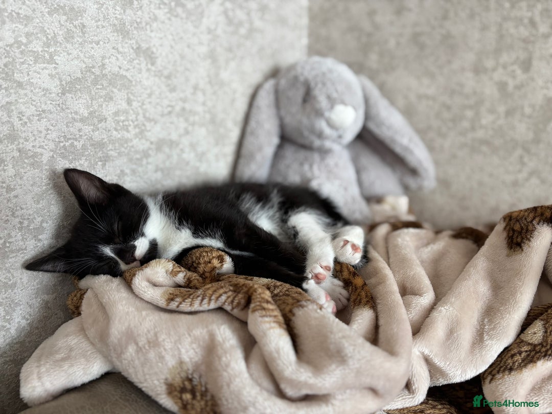 Mixed Breed cats for sale: 6m Female kitten looking for forever home  - Advert 2