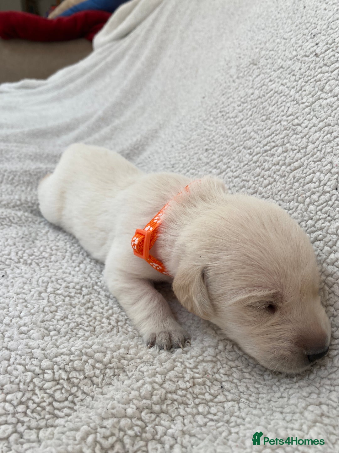 Labrador Retriever dogs for sale: Stunning Labrador Puppies - Image 29