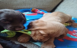 Cocker Spaniel dogs for sale: *Ready now*Stunning working cocker spaniel puppies - Image 22