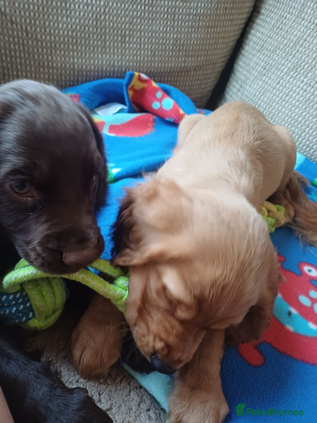 Cocker Spaniel dogs for sale: *Ready now*Stunning working cocker spaniel puppies - Image 22