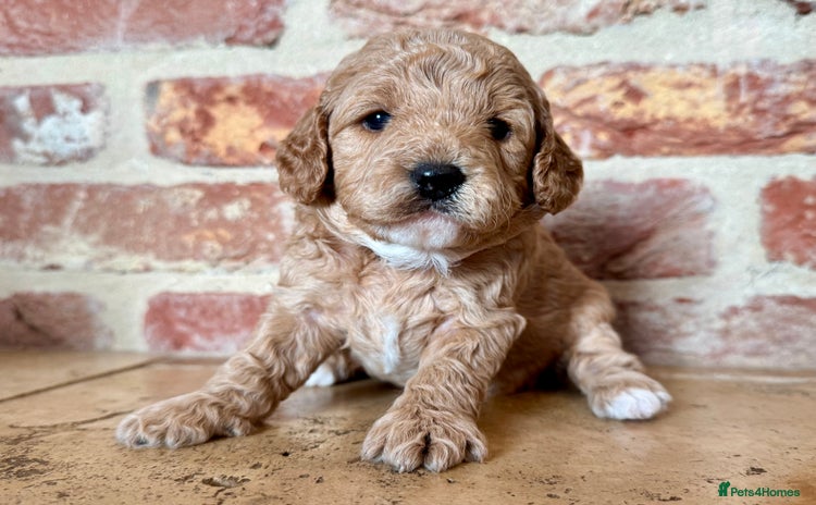 Cavapoo dogs - Advert 3