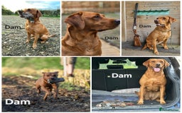 Labrador Retriever dogs for sale: Fox Red Labrador Puppies - Working Lines - Image 9