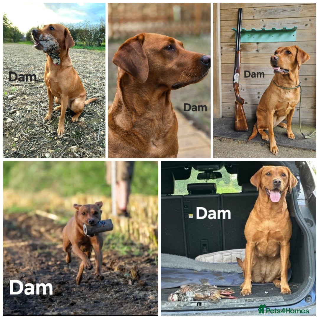 Labrador Retriever dogs for sale: Fox Red Labrador Puppies - Working Lines - Image 9