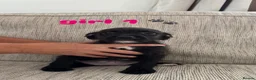 Mixed Breed dogs for sale: 🐾 Beautiful Cockapoo × Staffy Puppies 🐾 - Advert 7