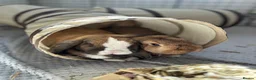 Mini Lop rabbits for sale: 2 Mini Lop Rabbits - 1 year old, bonded Pair  - Advert 2