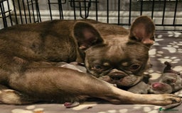 French Bulldog dogs for sale: Gorgeous French bulldog puppies - Image 8