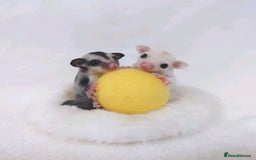 Sugar Glider rodents for sale: Adorable Sugar Gliders availale for sale - Image 3