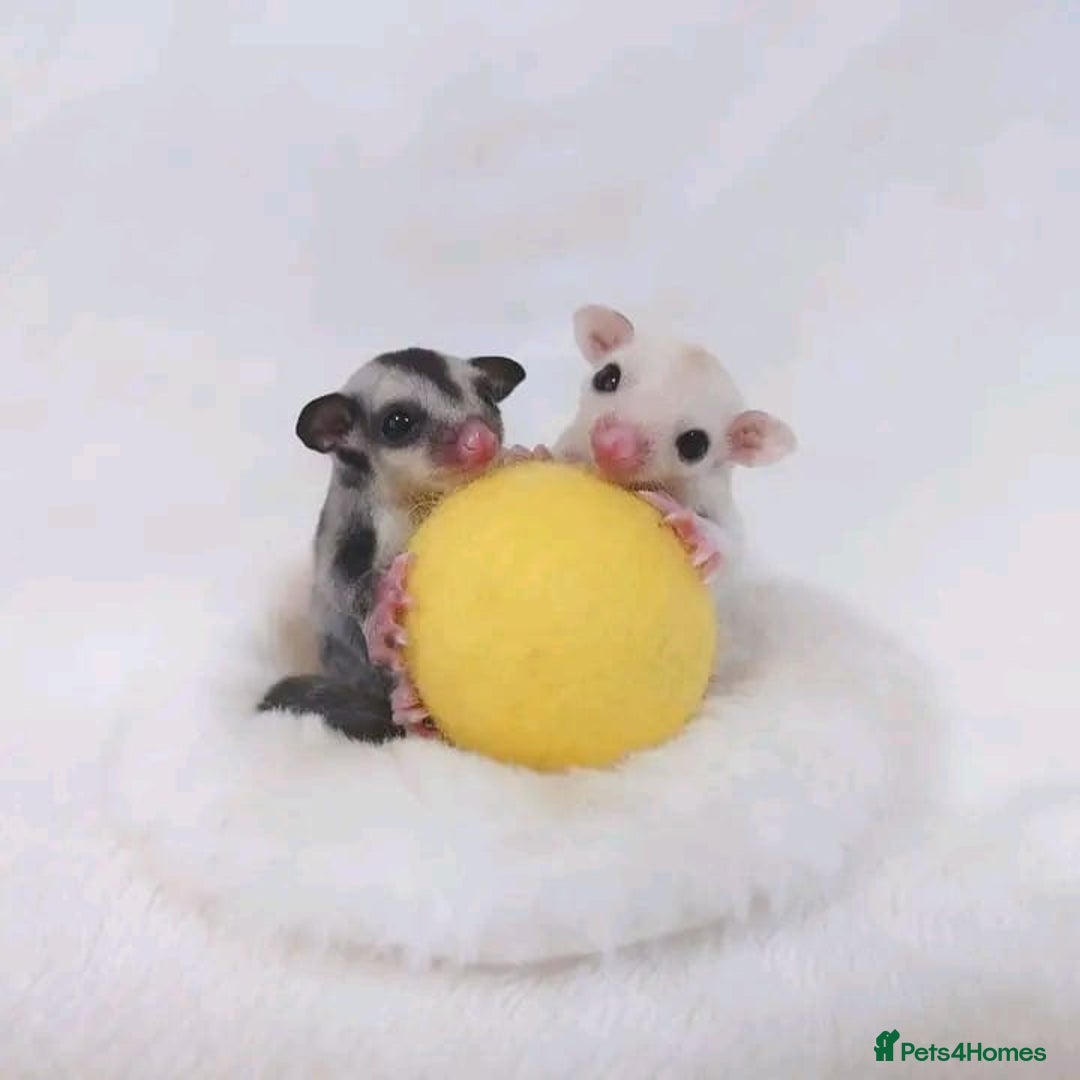 Sugar Glider rodents for sale: Adorable Sugar Gliders availale for sale - Image 3